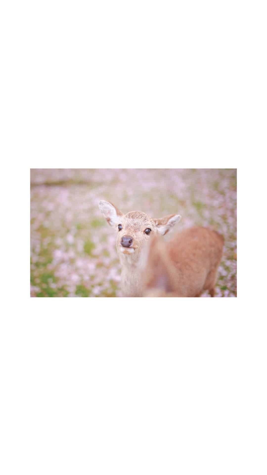 丝巾唯美句子_2021丝巾唯美句子